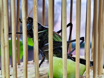 已開獎【蓋樂世影像周賽第195期】——春去夏猶清