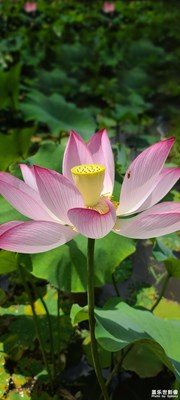 又一個夏天來了