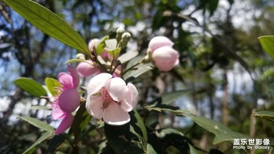 山稔花