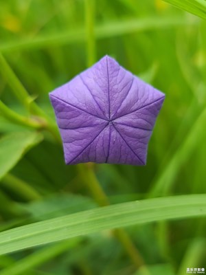 花兒