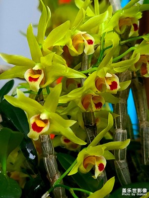 石斛花開