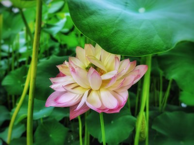 【春去夏猶清】+夏日賞荷