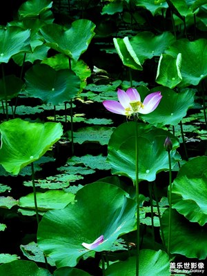 【春去夏猶清】+小雨碧荷水青青