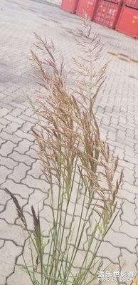 小花