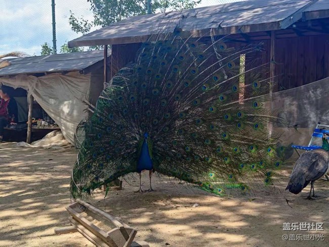 2021年沈陽星部落攝影活動之“稻夢空間”