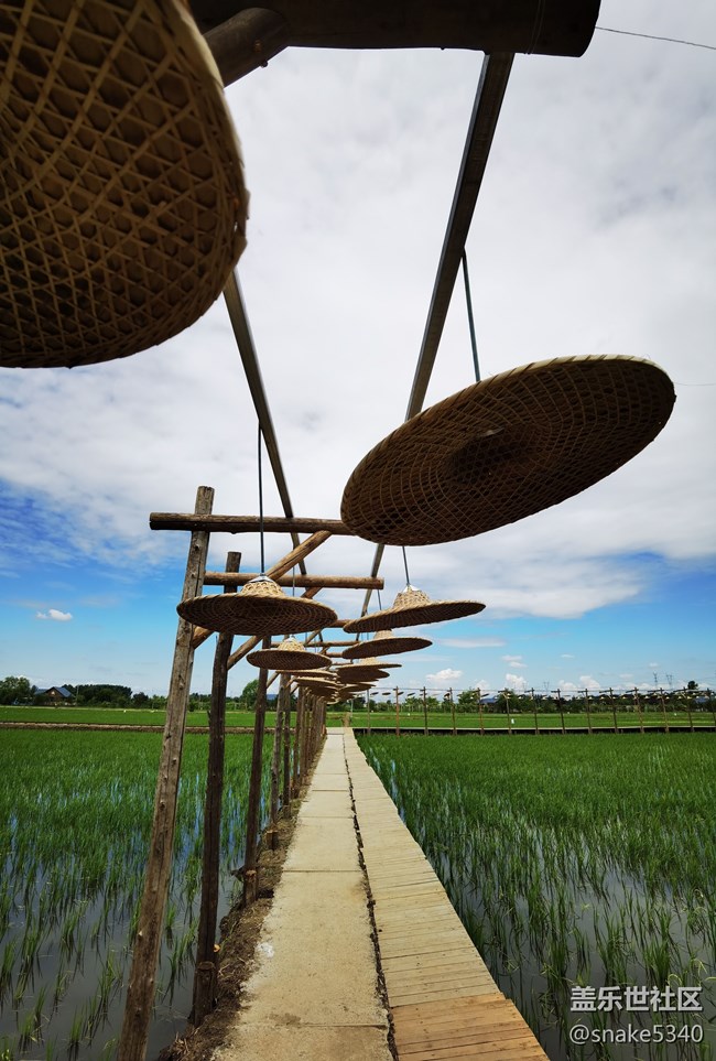 稻的顏色——夢(mèng)的空間 稻的顏色——夢(mèng)的空間