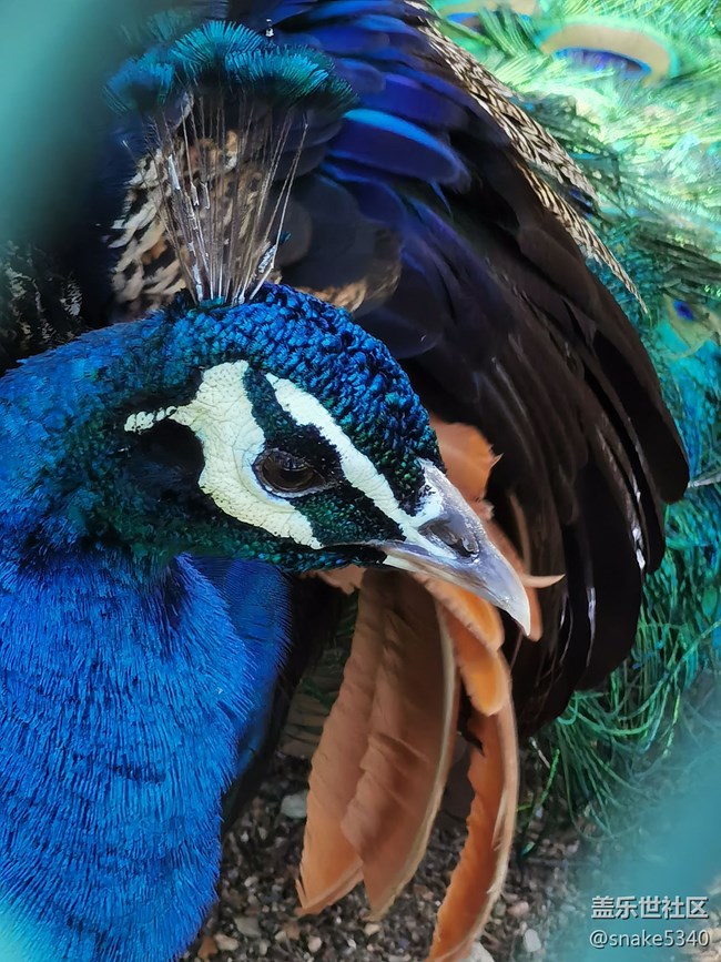 稻的顏色——夢(mèng)的空間 稻的顏色——夢(mèng)的空間