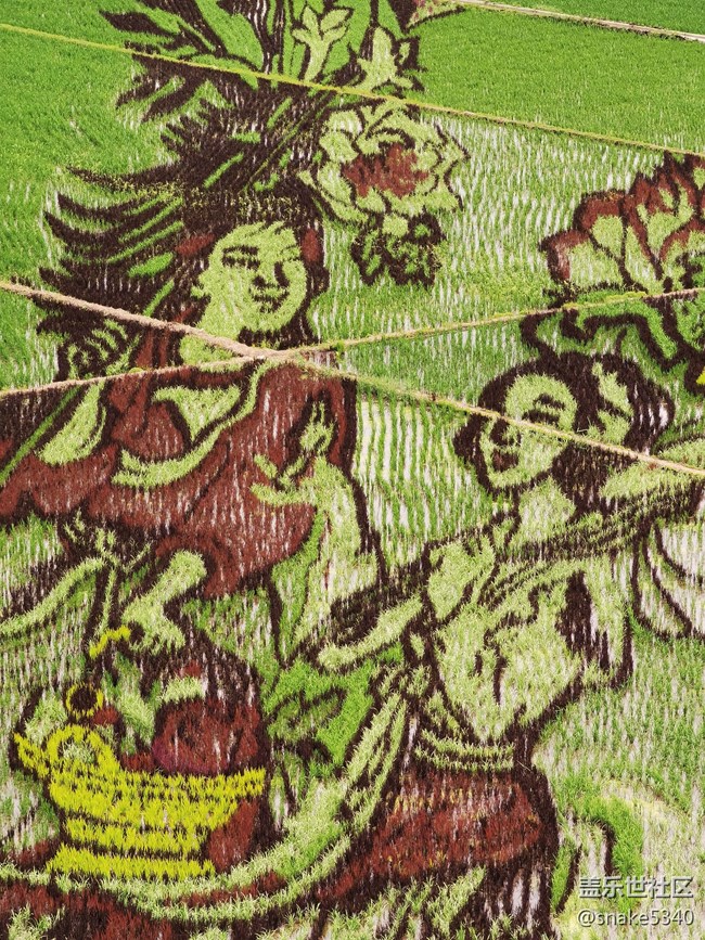 稻的顏色——夢(mèng)的空間 稻的顏色——夢(mèng)的空間