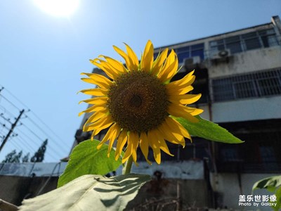 心中充滿陽光