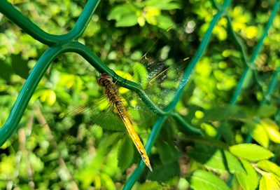 請(qǐng)?jiān)试S我成為你的夏季