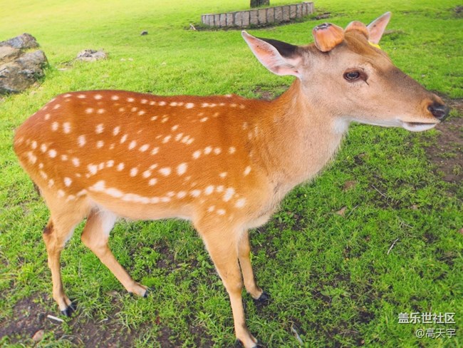 三星蓋樂(lè)世森工平山神鹿攝影