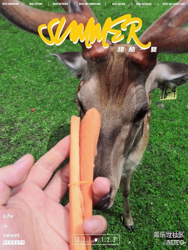 三星蓋樂(lè)世森工平山神鹿攝影