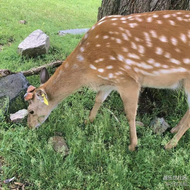 平山鹿苑攝影活動(dòng)回顧貼