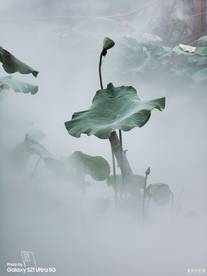 【留住精彩】+又遇夏荷