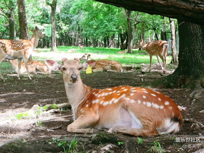三星蓋樂(lè)世森工平山神鹿攝影