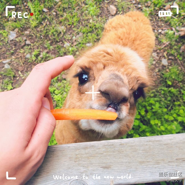 三星蓋樂(lè)世森工平山神鹿攝影