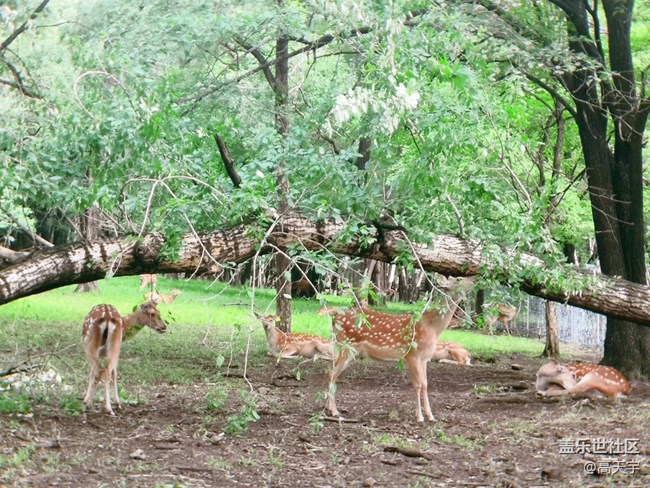 三星蓋樂(lè)世森工平山神鹿攝影