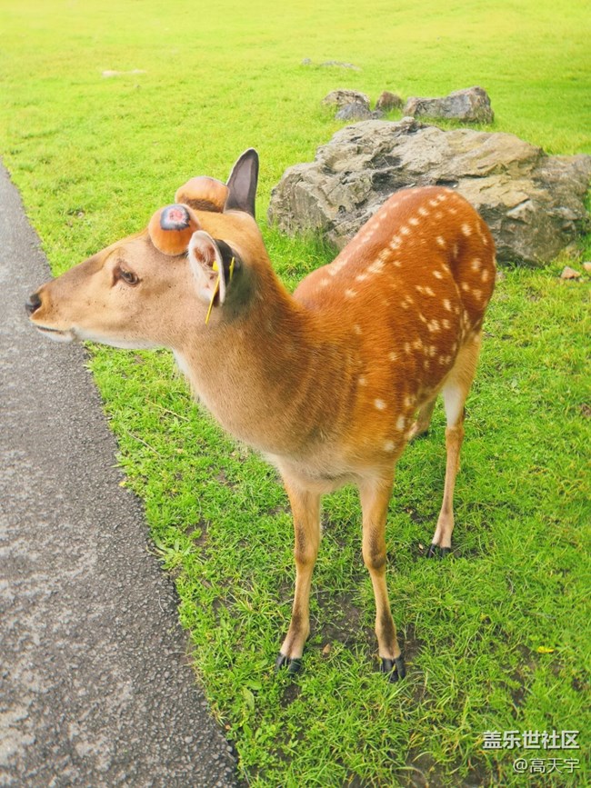 三星蓋樂(lè)世森工平山神鹿攝影