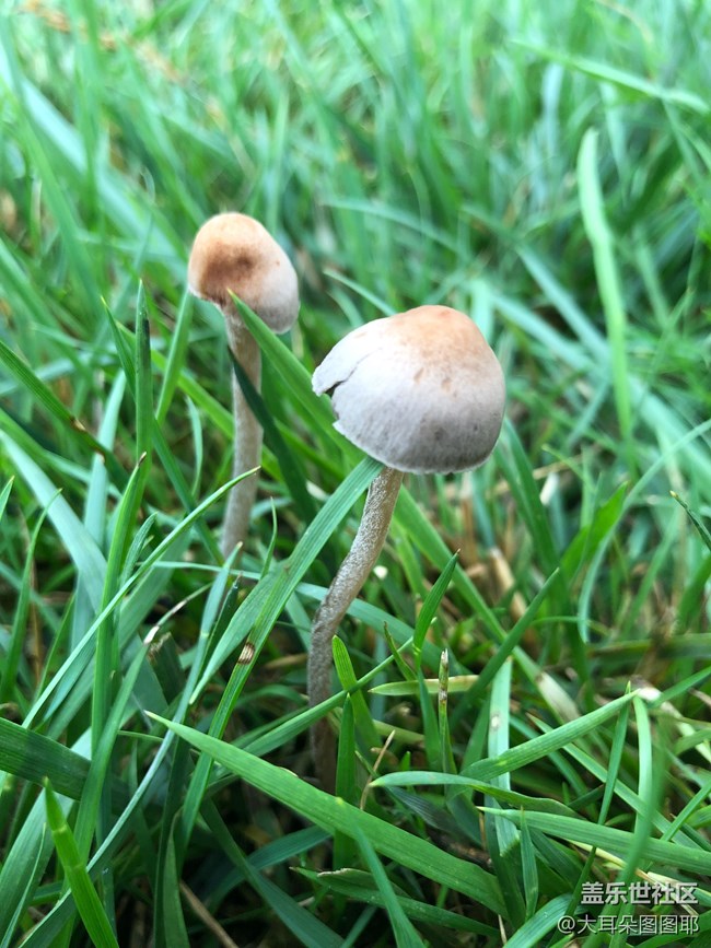 #部落大挑戰(zhàn)#+“春色大挑戰(zhàn)”