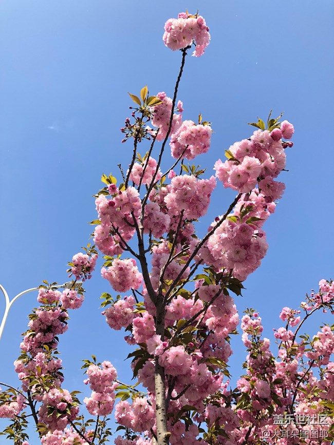 #部落大挑戰(zhàn)#+“春色大挑戰(zhàn)”