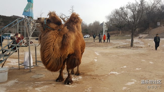 #北京網(wǎng)紅打卡地——北京八達(dá)嶺野生動(dòng)物世界