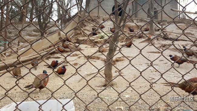 #北京網(wǎng)紅打卡地——北京八達(dá)嶺野生動(dòng)物世界