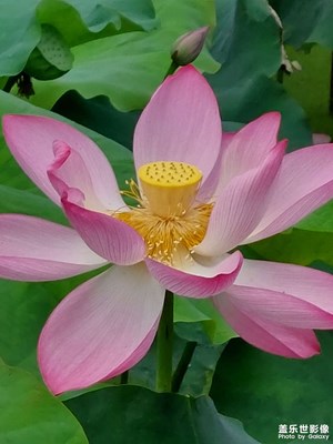 夏荷