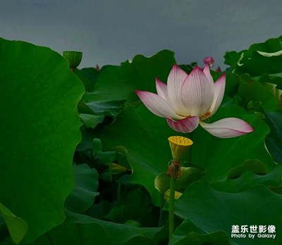 荷塘艷色