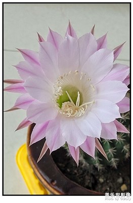 【小球花開一朵紅】