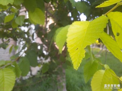 【微距】葉片