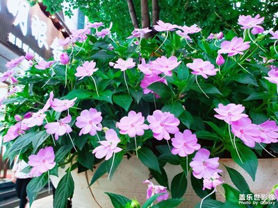 盛開的花朵