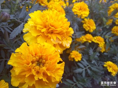《植物》花朵