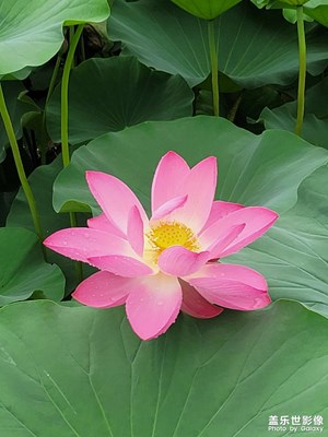 荷花開(kāi)了