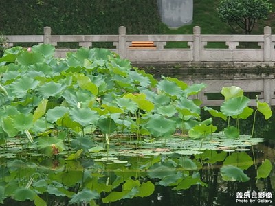雨后園景
