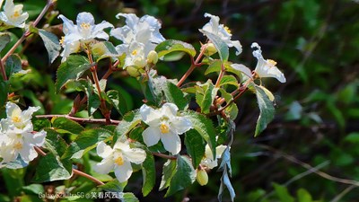 Galaxy S21Ultra 5G 相遇山葉口（三）