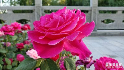 【星動(dòng)一夏】百花盛開的季節(jié)
