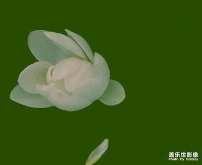 荷花與荷葉