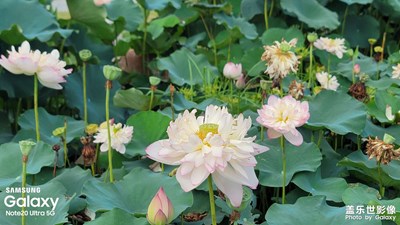 【星動(dòng)一夏】+廈門園博苑之夏季荷花綻開(kāi)