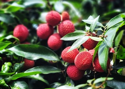 【美好生活】+豐收喜悅