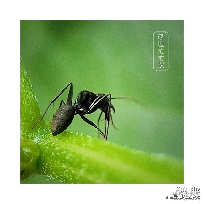 《每周星鮮事》 第72期:星動一夏-用三星手機(jī)拍攝夏日風(fēng)情