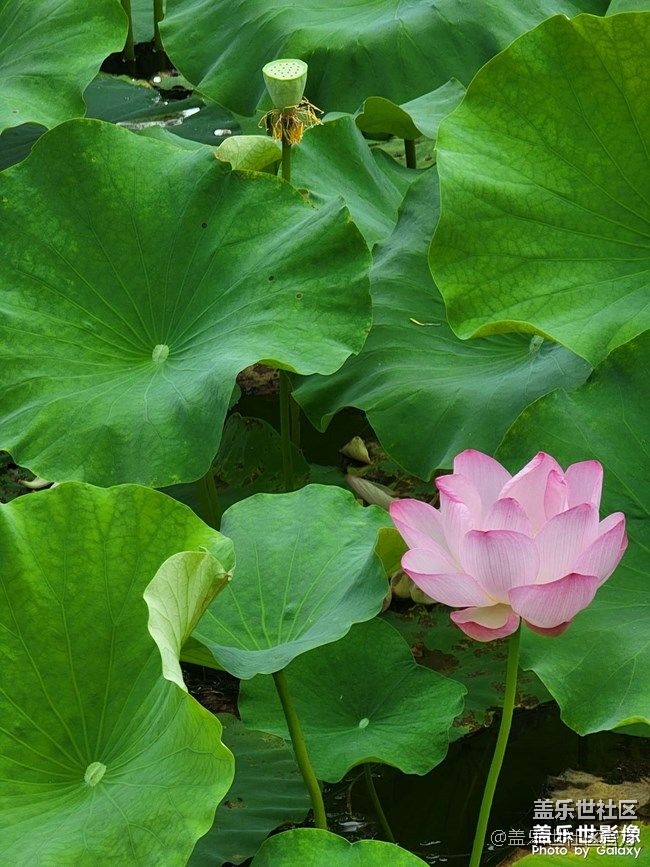 《每周星鮮事》 第72期:星動一夏-用三星手機(jī)拍攝夏日風(fēng)情