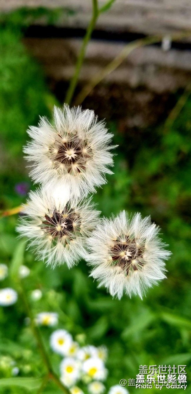 《每周星鮮事》 第72期:星動一夏-用三星手機(jī)拍攝夏日風(fēng)情