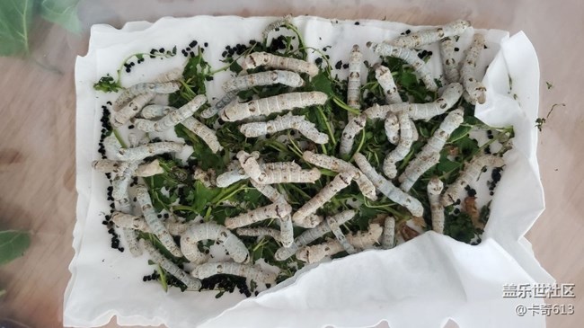 養(yǎng)了好多蠶寶寶