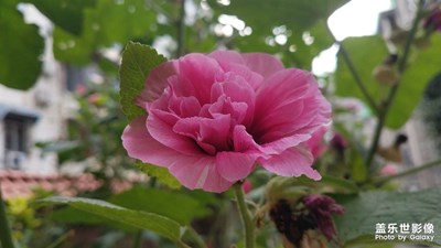 【星動(dòng)一夏】+小區(qū)內(nèi)的美