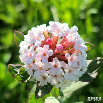 七月花開