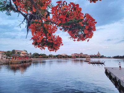 【星動一夏】+一路繁花