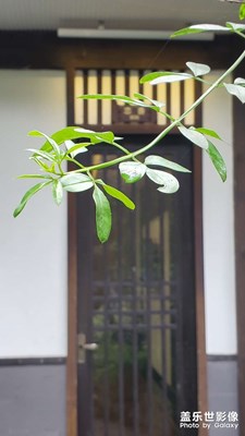 手機(jī)拍照的顏色太舒服了，好看