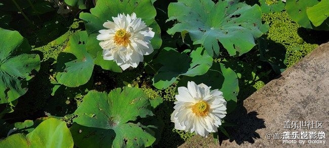 《每周星鮮事》 第73期