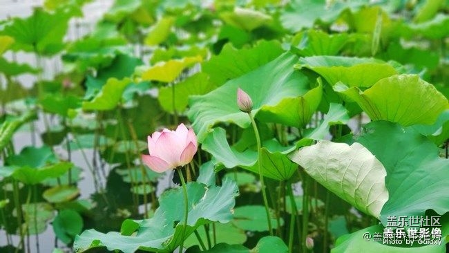 《每周星鮮事》 第73期