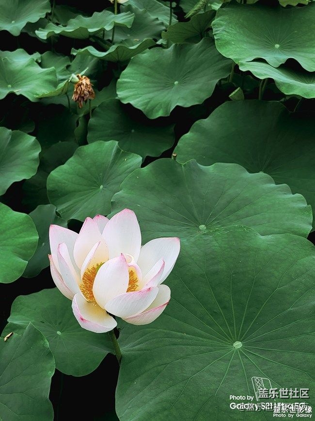 《每周星鮮事》 第73期